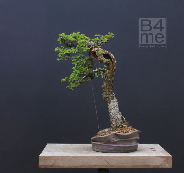 hawthorn bonsai
